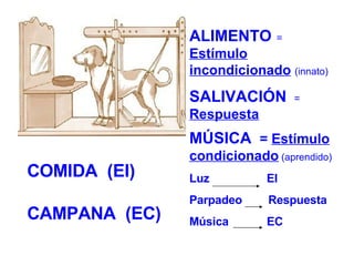 ALIMENTO   =  Estímulo incondicionado   (innato) SALIVACIÓN   =  Respuesta MÚSICA  =  Estímulo condicionado  (aprendido) Luz  EI  Parpadeo  Respuesta Música  EC COMIDA  (EI) CAMPANA  (EC) 