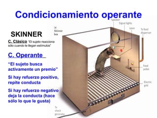 Condicionamiento operante SKINNER C. Clásico   “El sujeto reacciona sólo cuando le llegan estímulos” C. Operante   “ El sujeto busca activamente un premio”  Si hay refuerzo positivo, repite conducta  Si hay refuerzo negativo deja la conducta (hace sólo lo que le gusta) 