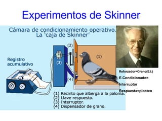 Experimentos de Skinner Reforzador=Grano(E.I.) E.Condicionado= Interruptor Respuesta=picoteo 