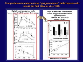 Comportamento materno come “programmatore” della risposta allo
stress dei figli (Meaney et al. 1988)
Plasma
Maternal Licki...
