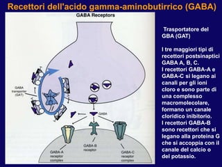 Recettori dell'acido gamma-aminobutirrico (GABA)
Trasportatore del
GBA (GAT)
I tre maggiori tipi di
recettori postsinaptic...