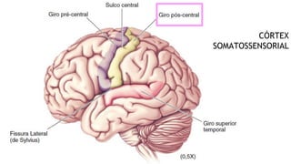 CÓRTEX
SOMATOSSENSORIAL
 