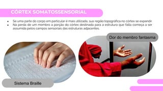 CÓRTEX SOMATOSSENSORIAL
● Se uma parte do corpo em particular é mais utilizada, sua região topográfica no córtex se expandir
● Na perda de um membro a porção do córtex destinada para a estrutura que falta começa a ser
assumida pelos campos sensoriais das estruturas adjacentes.
Dor do membro fantasma
Sistema Braille
 