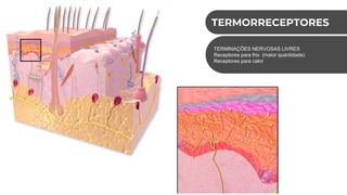 TERMORRECEPTORES
TERMINAÇÕES NERVOSAS LIVRES
Receptores para frio (maior quantidade)
Receptores para calor
 