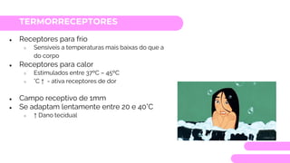 TERMORRECEPTORES
● Receptores para frio
○ Sensíveis a temperaturas mais baixas do que a
do corpo
● Receptores para calor
○ Estimulados entre 37ºC – 45ºC
○ °C ↑ - ativa receptores de dor
● Campo receptivo de 1mm
● Se adaptam lentamente entre 20 e 40°C
○ ↑ Dano tecidual
 