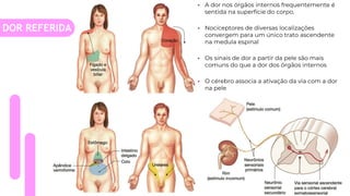 • A dor nos órgãos internos frequentemente é
sentida na superfície do corpo.
• Nociceptores de diversas localizações
convergem para um único trato ascendente
na medula espinal
• Os sinais de dor a partir da pele são mais
comuns do que a dor dos órgãos internos
• O cérebro associa a ativação da via com a dor
na pele
DOR REFERIDA
 