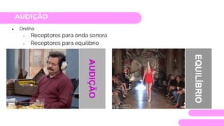 AUDIÇÃO
● Orelha:
○ Receptores para onda sonora
○ Receptores para equilíbrio
AUDIÇÃO
EQUILÍBRIO
 