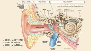 ● ORELHA EXTERNA
● ORELHA MÉDIA
● ORELHA INTERNA
 