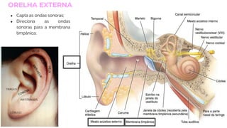 26
ORELHA EXTERNA
● Capta as ondas sonoras;
● Direciona as ondas
sonoras para a membrana
timpânica;
 