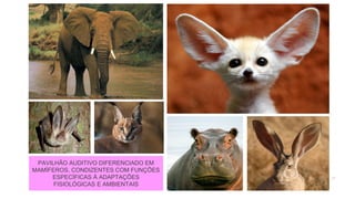 27
PAVILHÃO AUDITIVO DIFERENCIADO EM
MAMÍFEROS, CONDIZENTES COM FUNÇÕES
ESPECÍFICAS À ADAPTAÇÕES
FISIOLÓGICAS E AMBIENTAIS
 