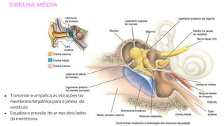 28
ORELHA MÉDIA
● Transmite e amplifica as vibrações da
membrana timpânica para a janela do
vestíbulo
● Equaliza a pressão do ar nos dois lados
da membrana
 