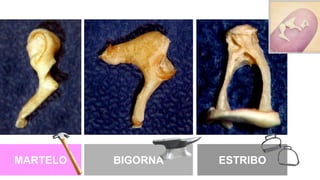 MARTELO BIGORNA ESTRIBO
 