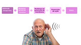 Estímulo
• Energia física
Receptor
sensorial
• transdutor
Mudança no
potencial de
membrana
Potenciais
de ação
S.N.C.
 
