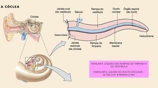 PERILINFA: LÍQUIDO DAS RAMPAS DO TÍMPANO E
DO VESTÍBULO
ENDOLINFA: LÍQUIDO DO DUCTO COCLEAR –
ALTAS [ ] K+ E BAIXAS [ ] Na+
 