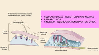 33
• CÉLULAS PILOSAS – RECEPTORAS NÃO NEURAIS
• ESTEREOCÍLIOS
• CINOCÍLIO – INSERIDO NA MEMBRANA TECTÓRICA
 