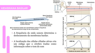 MEMBRANA BASILAR
• A frequência da onda sonora determina o
deslocamento da membrana basilar.
• A localização das células ciliadas ativas cria
um código que o cérebro traduz como
informação sobre o tom do som
 