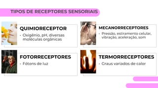 TIPOS DE RECEPTORES SENSORIAIS
QUIMIORECEPTOR
• Oxigênio, pH, diversas
moléculas orgânicas
MECANORRECEPTORES
• Pressão, estiramento celular,
vibração, aceleração, som
FOTORRECEPTORES
• Fótons de luz
TERMORRECEPTORES
• Graus variados de calor
 