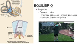 41
EQUILÍBRIO
• Ampolas
▫ Contém cristas
 Formada por cúpula – massa gelatinosa
 Formada por células pilosas
 
