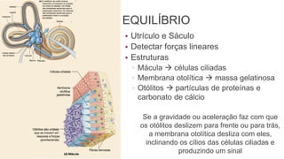 42
EQUILÍBRIO
• Utrículo e Sáculo
• Detectar forças lineares
• Estruturas
▫ Mácula → células ciliadas
▫ Membrana otolítica → massa gelatinosa
▫ Otólitos → partículas de proteínas e
carbonato de cálcio
Se a gravidade ou aceleração faz com que
os otólitos deslizem para frente ou para trás,
a membrana otolítica desliza com eles,
inclinando os cílios das células ciliadas e
produzindo um sinal
 