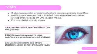 VISÃO
● O olho é um receptor sensorial que funciona como uma câmera fotográfica.
● A visão é o processo pelo qual a luz refletida nos objetos em nosso meio
externo é transformada em uma imagem mental.
● Processo dividido em três etapas:
1. A luz entra no olho e é focalizada na retina pela
lente (cristalino)
2. Os fotorreceptores presentes na retina
traduzem a energia luminosa em um sinal elétrico
3. As vias neurais da retina até o cérebro
processam os sinais elétricos em imagens visuais
 