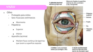 VISÃO
● Olho:
○ Protegido pela órbita
○ Seis músculos extrínsecos
■ Movimento
○ Pálpebras
■ Superior
■ Inferior
○ Aparelho lacrimal
■ Mantém fluxo contínuo de lágrimas
que lavam a superfície exposta
 