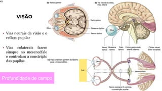 VISÃO
49
• Vias neurais da visão e o
reflexo pupilar
• Vias colaterais fazem
sinapse no mesencéfalo
e controlam a constrição
das pupilas.
Profundidade de campo
 