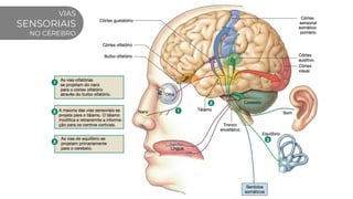 VIAS
SENSORIAIS
NO CÉREBRO
 