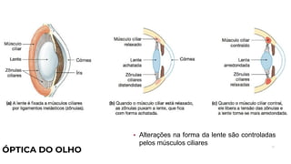 51
ÓPTICA DO OLHO
• Alterações na forma da lente são controladas
pelos músculos ciliares
 
