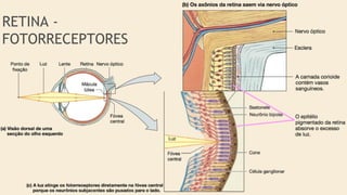 RETINA -
FOTORRECEPTORES
 