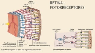 RETINA -
FOTORRECEPTORES
 