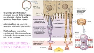 55
FOTORRECEPTORES –
CONES E BASTONETES
• O epitélio pigmentado escuro
absorve o excesso de luz e impede
que a luz seja refletida de volta
causando distorção da imagem.
• A transdução da luz ocorre no
segmento externo do fotorreceptor.
• Modificações no potencial de
membrana do fotorreceptor alteram
a liberação de neurotransmissores
nas células bipolares
 