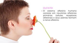 OLFATO
• O sistema olfatório humano
consiste em neurônios olfatórios
primários (células receptoras
olfatórias) e seus axônios formam
o nervo olfatório
 