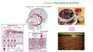 LÍNGUA PALADAR & OLFATO
 