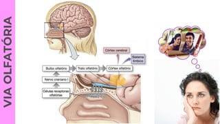 VIA
OLFATÓRIA
 