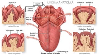 epiglote
papilas filiformes
papilas fungiformes
papilas circunvaladas
papilas folhadas
LÍNGUA ANATOMIA
Tonsila
palatina
 