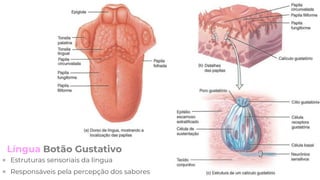 Língua Botão Gustativo
 Estruturas sensoriais da língua
 Responsáveis pela percepção dos sabores
 