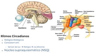 ● Relógios Biológicos
● Consistem em:
○ Sensor de luz → Relógio → via eferente
● Núcleo supraquiasmático (NSQ)
Ritmos Circadianos
 