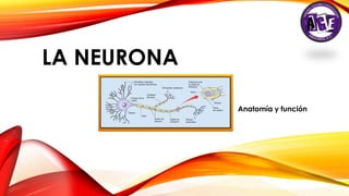 LA NEURONA
Anatomía y función
Lic. Pedro Arellano
 