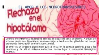 EL AMOR Y LOS NEUROTRANSMISORES
Cuando encontramos a la persona deseada se dispara la señal de alarma. A través del
sistema nervioso el hipotálamo envía mensajes a las diferentes glándulas del cuerpo
ordenando la secreción de diversas sustancias.
El amor es un proceso bioquímico que se inicia en la corteza cerebral, pasa a las
neuronas y de allí al sistema endocrino, dando lugar a respuestas fisiológicas
intensas.
 