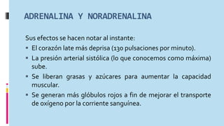ADRENALINA Y NORADRENALINA
Sus efectos se hacen notar al instante:
 El corazón late más deprisa (130 pulsaciones por minuto).
 La presión arterial sistólica (lo que conocemos como máxima)
sube.
 Se liberan grasas y azúcares para aumentar la capacidad
muscular.
 Se generan más glóbulos rojos a fin de mejorar el transporte
de oxígeno por la corriente sanguínea.
 