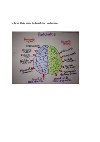 c. En un dibujo ubique los hemisferios y sus funciones
 