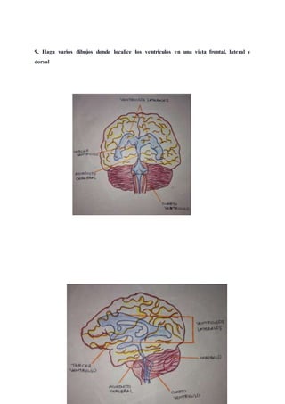 9. Haga varios dibujos donde localice los ventrículos en una vista frontal, lateral y
dorsal
 