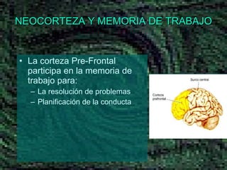 NEOCORTEZA Y MEMORIA DE TRABAJO La corteza Pre-Frontal participa en la memoria de trabajo para: La resolución de problemas Planificación de la conducta 