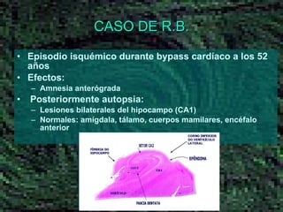 CASO DE R.B. Episodio isquémico durante bypass cardíaco a los 52 años Efectos: Amnesia anterógrada Posteriormente autopsia: Lesiones bilaterales del hipocampo (CA1) Normales: amígdala, tálamo, cuerpos mamilares, encéfalo anterior 