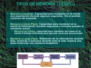 TIPOS DE MEMORIA (TIEMPO) Memoria Inmediata :  Capacidad para mantener en la mente una experiencia durante algunos segundos.  Da el sentido continuo del presente Memoria a Corto Plazo :  Capacidad para mantener en la mente la información durante segundos o minutos pasado el momento actual. Memoria de trabajo :  capacidad para mantener las cosas en la mente el tiempo suficiente para ejecutar acciones secuenciales Memoria a Largo Plazo :  Retención de la información durante días, semanas o inclusive durante toda la vida. Implica una base molecular con cambios sinápticos 