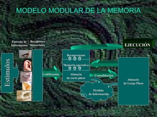 MODELO MODULAR DE LA MEMORIA Consolidación Entrada de Información Receptores Sensoriales Codificación EJECUCIÓN Pérdida  de Información Estímulos Almacén de corto plazo Recuperación Memoria operativa Almacén  de Largo Plazo 