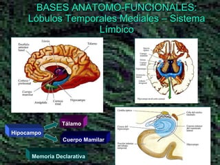 BASES ANATOMO-FUNCIONALES: Lóbulos Temporales Mediales – Sistema Límbico Memoria Declarativa Hipocampo Tálamo Cuerpo Mamilar 