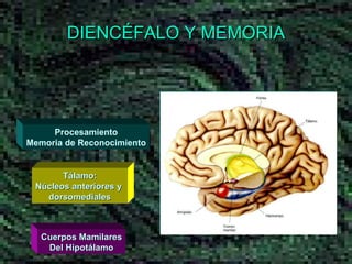 DIENCÉFALO Y MEMORIA Procesamiento Memoria de Reconocimiento Tálamo: Núcleos anteriores y  dorsomediales Cuerpos Mamilares Del Hipotálamo 