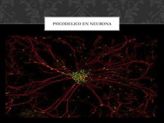 PSICODELICO EN NEURONA
 