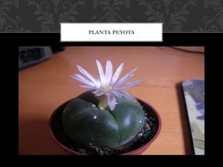 PLANTA PEYOTA
 